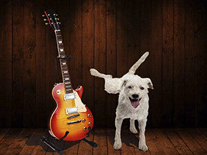 white shaggy dog peeing on Gibson Les Paul on guitar stand. 